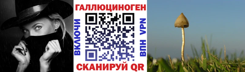Псилоцибиновые грибы Cubensis  даркнет сайт  Краснотурьинск 